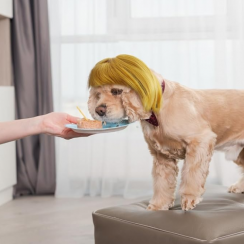 10 Packs Golden Adjustable Cosplay Funny Pet Costume Wig